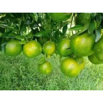 Natural Orange Plant
